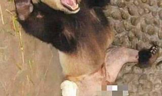 熊猫的尾巴长什么样子 大熊猫尾巴什么颜色