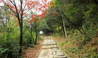 余杭径山茶 余杭径山茶