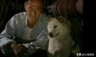 篱笆女人和狗的剧情是什么 篱笆女人和狗三部曲